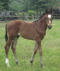 Il Divo : Imperio x Dimaggio x Warkant 2011 Bay colt